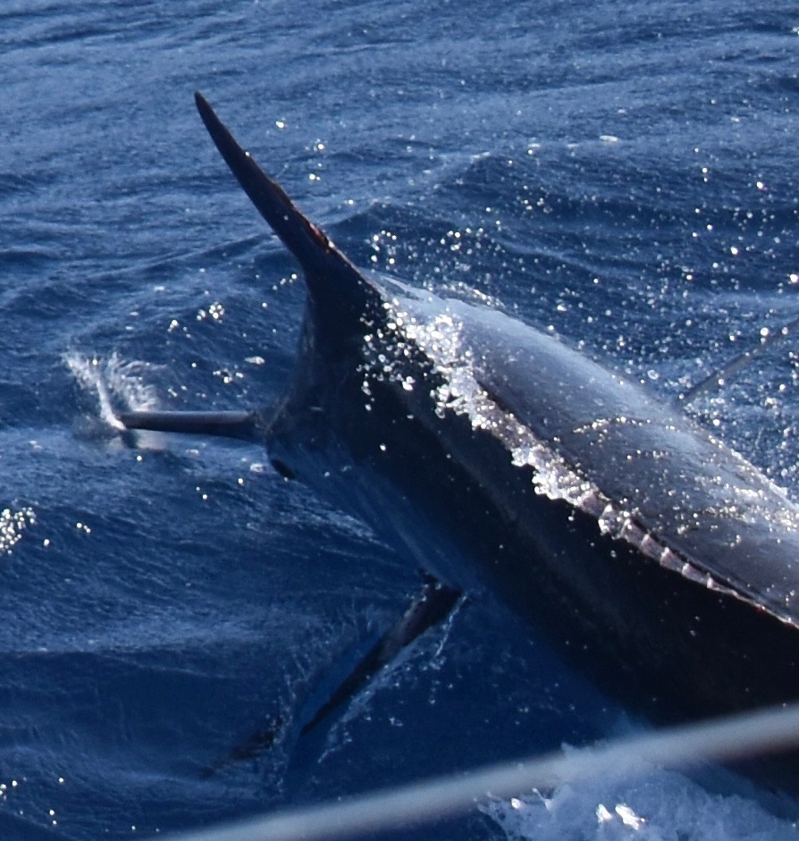 A blue marlin surging from the water in the Azores.